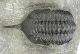 Morocconites Trilobite Fossil - Ofaten, Morocco #312790-1